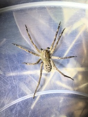 Phoneutria nigriventer