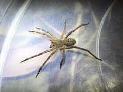 Phoneutria nigriventer