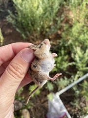 Reithrodontomys montanus