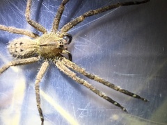 Phoneutria nigriventer