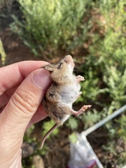 Reithrodontomys montanus