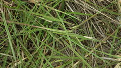 Amphibromus fluitans