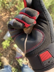 Reithrodontomys montanus