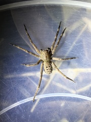 Phoneutria nigriventer