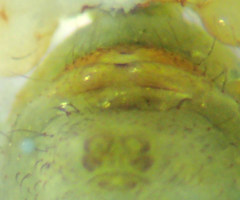 Psilochorus californiae