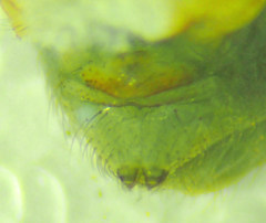 Psilochorus californiae