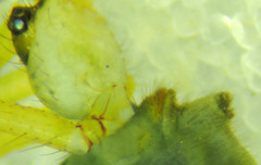 Psilochorus californiae