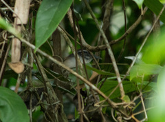 Pheugopedius genibarbis