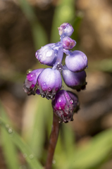 Muscari inconstrictum