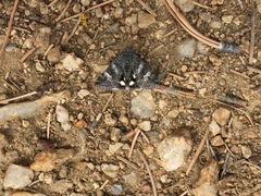 Litocala sexsignata