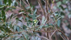 Boscia oleoides