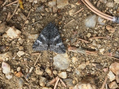 Litocala sexsignata