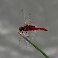 Urothemis signata insignata