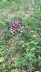 Allium rotundum