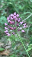 Allium rotundum