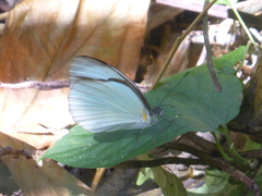 Itaballia demophile centralis