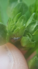 Malvapion malvae