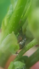 Malvapion malvae
