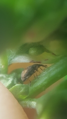 Malvapion malvae
