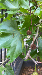 Platanus mexicana