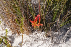 Babiana ringens australis