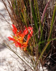 Babiana ringens australis