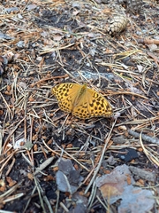 Argynnis paphia