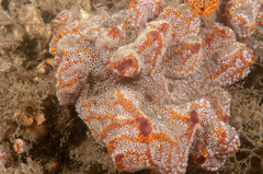 Botrylloides leachii