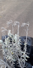 Senecio bergii