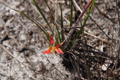 Babiana ringens australis
