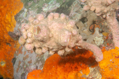 Halisarca australiensis