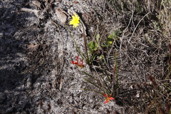 Babiana ringens australis