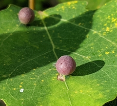 Harmandiola tremulae