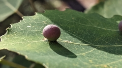 Harmandiola tremulae