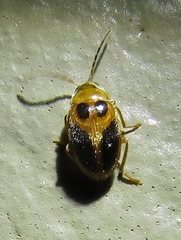 Sacodes pulchella