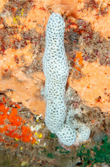 Holopsamma laminaefavosa