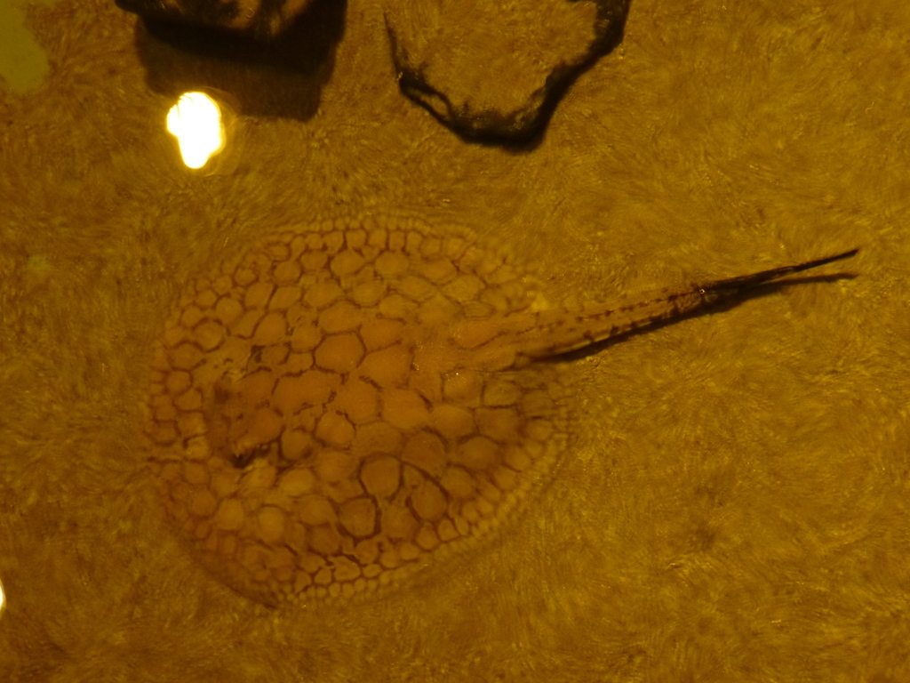Shorttail river stingray (Potamotrygon brachyura) — Potamotrygonidae