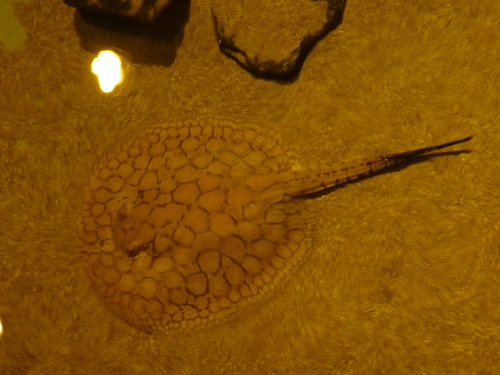 Potamotrygon brachyura