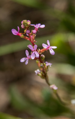 Stylidium lineare