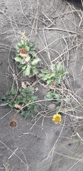 Grindelia coronensis