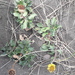 Grindelia coronensis - Photo (c) El Naturalista, algunos derechos reservados (CC BY-NC), subido por El Naturalista