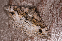 Alcis deversata
