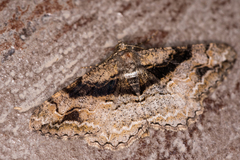 Alcis deversata