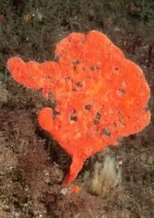 Echinoclathria leporina