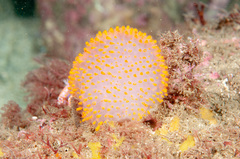 Polycitor giganteus