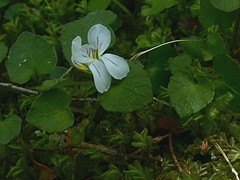 Viola filicaulis