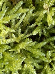 Acrocladium