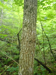 Fraxinus nigra image