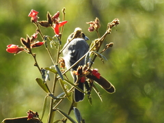 Schistochlamys ruficapillus