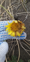 Grindelia coronensis